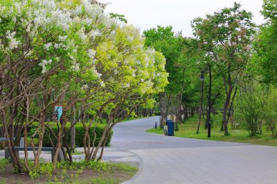 丁香公园丁香花开