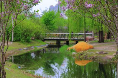 丁香公园丁香花开