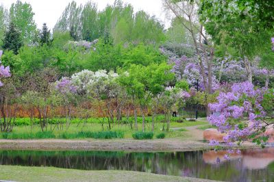 丁香公园丁香花开