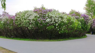丁香公园丁香花开