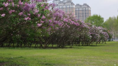 丁香公园丁香花开
