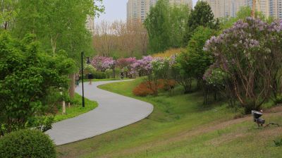丁香公园丁香花开