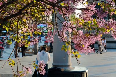 斯大林公园丁香花开游人拍照