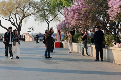 斯大林公园丁香花开游人拍照