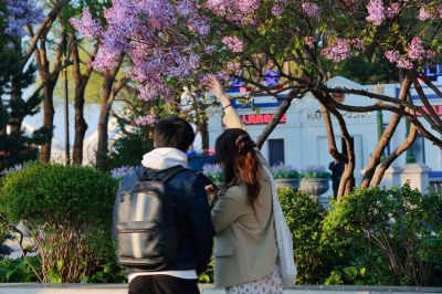 斯大林公园丁香花开游人拍照