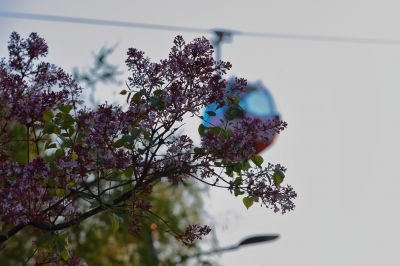 斯大林公园丁香花开游人拍照