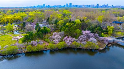 春季太阳岛公园