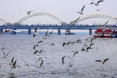 5月4日松花江畔江鸥