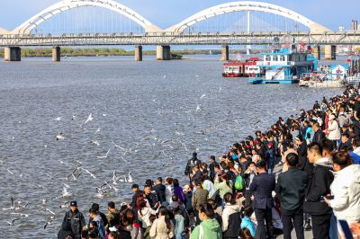 5月4日松花江畔江鸥