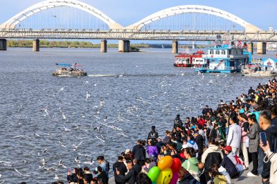 5月4日松花江畔江鸥