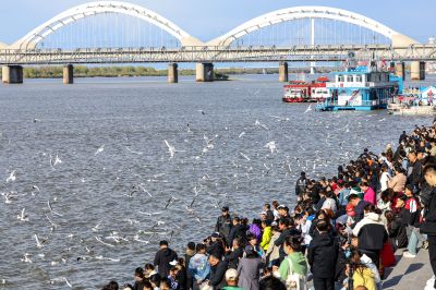 5月4日松花江畔江鸥