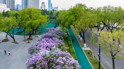 九站公园 丁香花