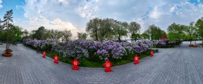 九站公园 丁香花