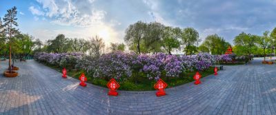 九站公园 丁香花
