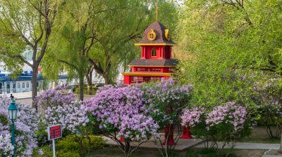 九站公园 丁香花