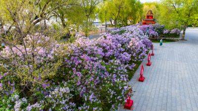九站公园 丁香花