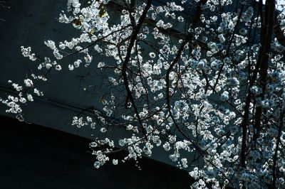 哈尔滨工程大学杏花节
