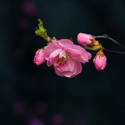 春季省植物园花卉