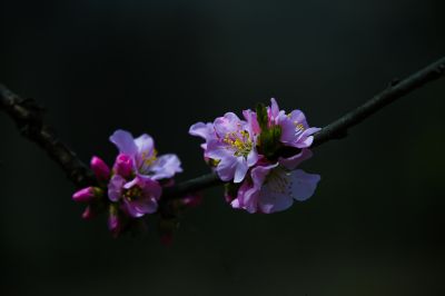 春季省植物园花卉