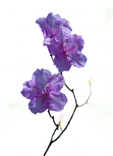 春季省植物园花卉