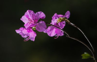 春季省植物园花卉