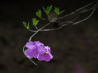 春季省植物园花卉