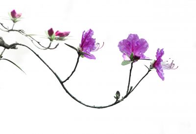 春季省植物园花卉
