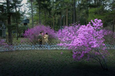 春季省植物园花卉