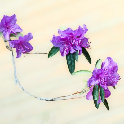 春季省植物园花卉