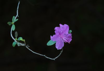 春季省植物园花卉