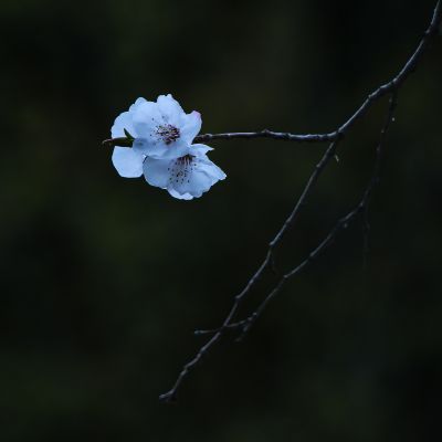 春季省植物园花卉