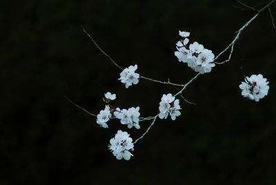 春季省植物园花卉