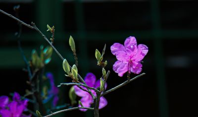 春季省植物园花卉