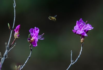 春季省植物园花卉