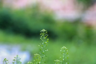 荠菜