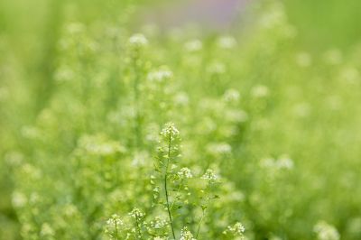 荠菜