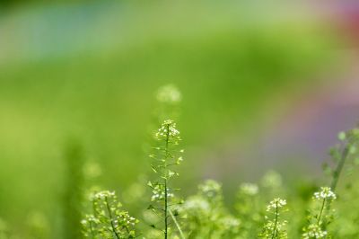 荠菜