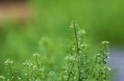 荠菜