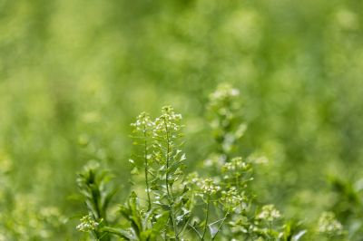 荠菜