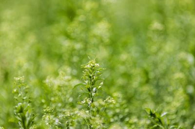 荠菜