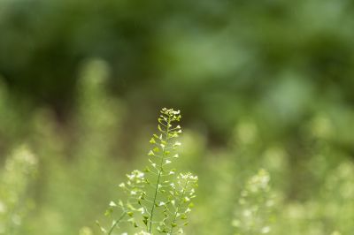荠菜