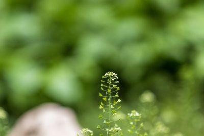 荠菜
