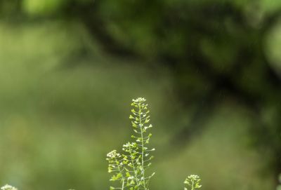 荠菜