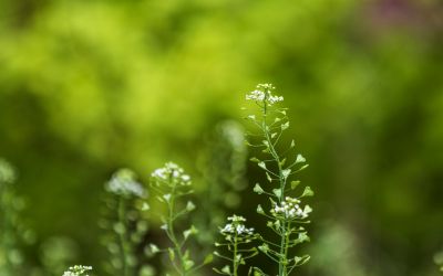 荠菜