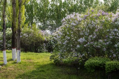 丁香公园丁香花