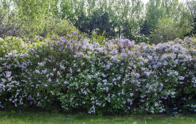 丁香公园丁香花