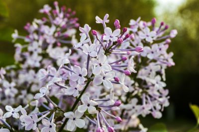 丁香公园丁香花
