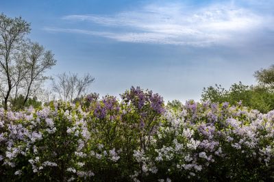 丁香公园丁香花
