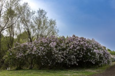 丁香公园丁香花