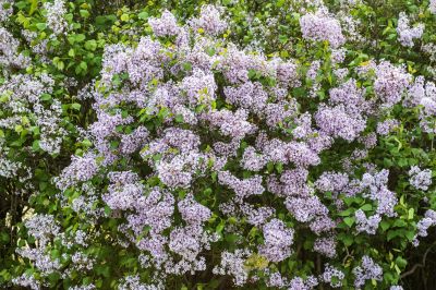丁香公园丁香花